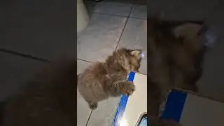 his teeth will break, oh my, he's so naughty #kitten #cat #shortvideo #funny #cutecat