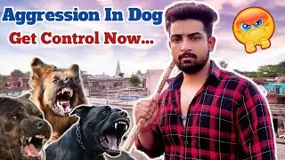 Aggression In Dogs 😈 My Dog Is Getting Aggressive // Get Solution With Example // Aggressive Dogs