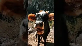 Beautiful cow #cow #sleep #shorts