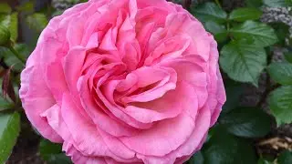 HOA HỒNG EDEN NỞ TO NHƯ C&Aacute;I CH&Eacute;N VẬY. EDEN ROSE-PIERRE DE RONSARD OPEN AS BIG AS A BOWL