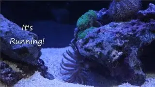175 gal. Custom Reef Tank Build - Up and Running