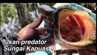 Strike ikan predator lais tabiring&rdquo; Di pagi hari,Ep48
