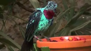 Spangled Cotinga