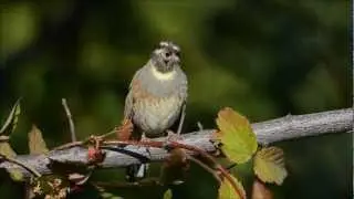 Cirl Bunting / Emberiza cirlus / Bah&ccedil;e Kirazkuşu