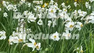 White daffodil flowers grow in a meadow.