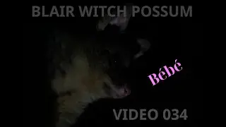 Australian Brushtail Possum - VIDEO 034 - Brushtail Possum In Tree - BLAIR WITCH POSSUM