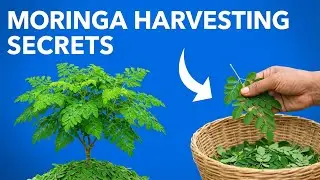 Healthy moringa tree with vibrant green leaves