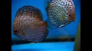 AVANOTTI DISCUS CHECKERBOARD PRIMI VOLI