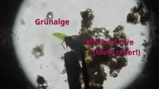 Leben im Wassertropfen: Mikroskopie in der Schule - Einzeller & Vielzeller