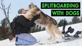 Backcountry Splitboarding With My Dogs | Tumalo Mountain, Bend Oregon