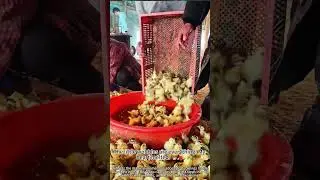 Meet the Newborn Ducklings! 🐣