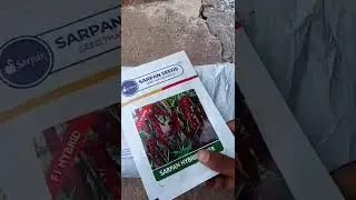 karnataka dabbi byadgi sarphan super seeds online booking