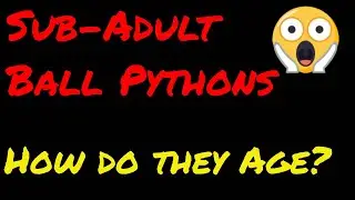 Taking a look at subadults! - How they age?