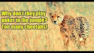 Happy Cheetah Day!!!  Rezzy Poker Tour Game 71!!! Free Live Texas Hold Em' Poker!!!
