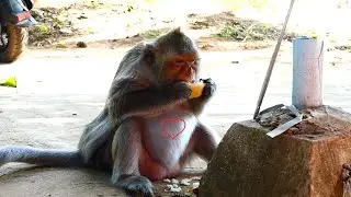 Great new! Mother monkey is pregnancy with baby