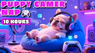 10 HOURS Gamer Lofi for French Bulldog 🎮 Neon Room & Soft Synths