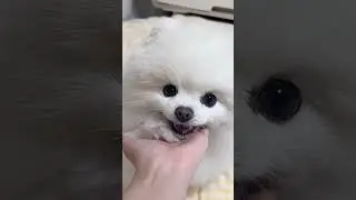 Doggo Delight