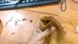 🔥 Sculpting a Hyper-Realistic King Cobra! (Polymer Clay Tutorial)