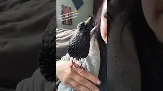 😁 The Singing Starling
