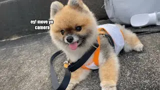 Dog Is Frustrated At Owner For Blocking Her View