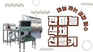 【41】 마늘까는 공장 / 깐마늘기계 / 색채선별기