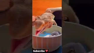 Horned lizard eating food #protein #feed #dragon #lizard #reptiles #pets #club #viral #shorts