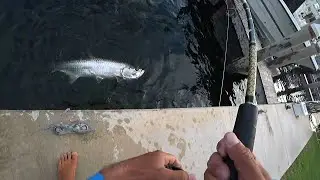 CRAZY FIGHT! 100lb TARPON from the Dock!!! Florida Keys FISHING LIVE on Twitch.tv!