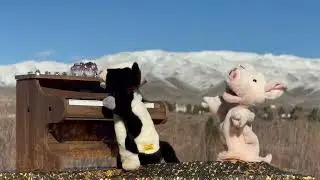 &ldquo; Forever Young &ldquo;  Bob Dylan's Epic Song Performed by Pinkie The Pig  & Mildred The Cow (Episode 100