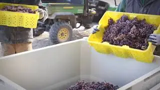 Maine's very first Ice Wine!