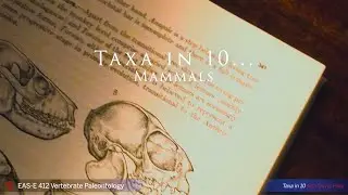 Taxa in 10 - Mammals