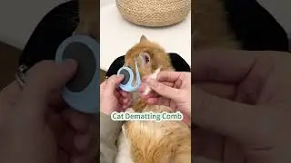Cat dematting comb #cat #bestpetsupplies #petcareprovider