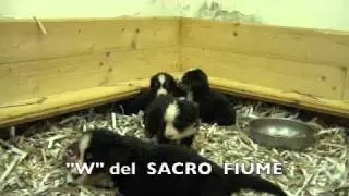 cucciol 
