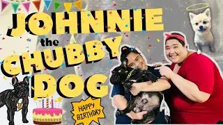 JOHNNIE OUR CHUBBY DOG'S BIRTHDAY CELEB | DOG LOVER | FRENCH BULLDOG | MS. CHUBBY