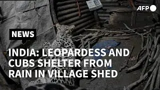 Leopardess and cubs take shelter from rain in Indian village shed | AFP
