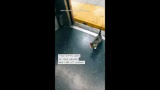 Stray kitty adopted after wandering onto subway in New York City