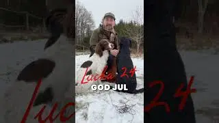 God Jul, njut av flocken - Berras Julkalender Lucka 24 #hund