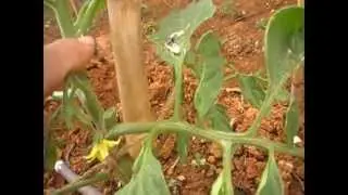 Podar las tomateras. Fácil y sencillo.
