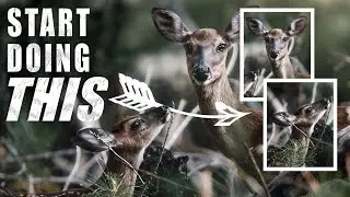 Add DIMENSION To Your WILDLIFE PHOTOS With This!