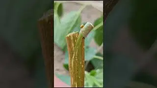 Best grafting techniques for fruit plants grafting #satisfying #grafting #asmr #craft #shorts