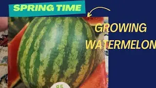 Easy way to seed Watermelon in spring  🍉 🌺