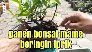 PANEN BONSAI MAME BERINGIN IPRIK