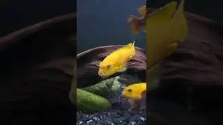 Not All Mbuna are Aggressive #shorts #aquariumfish #fishtank #cichlid #fish #fishkeeping