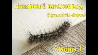 Непарный шелкопряд (Lymantria dispar).  Часть 1
