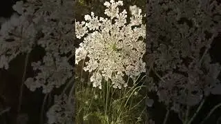 Морковник в Горячем Ключе