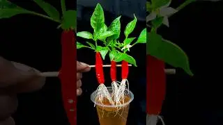 How to grow chili tree at home from chili fruit || Best method for growing chili fruit #highlights