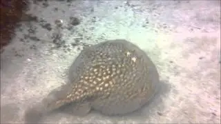 Tembladera (Torpedo marmorata) - Marbled electric ray