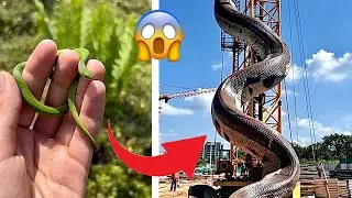 Before and After Incredible Growth | Amazing Animal Transformations  #shorts #animals