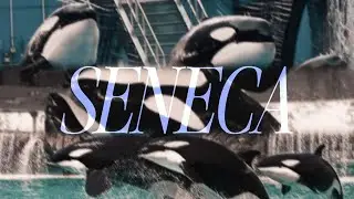 𝑺𝑬𝑵𝑬𝑪𝑨 - [ 𝗦𝗪𝗢, 𝗦𝗪𝗦𝗔, 𝗦𝗪𝗦𝗗 ]