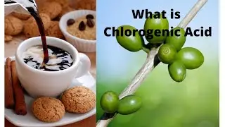 What is Chlorogenic Acid