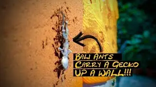 Ants can carry a gecko UP A WALL | Bali Animals